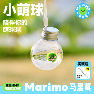 幸福球藻冬季 Marimo马里莫 耐寒水培绿植物海藻生态瓶礼品 小萌球
