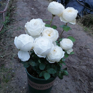 花苗伊芙婚礼之路纯白色玫瑰阳台花园 大花浓香包子型月季