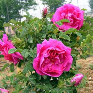 开花浓香盆载植物 食用玫瑰花苗大马士革玫瑰平阴玫瑰月季 花苗四季
