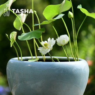 开花室内专用泥土 塔莎 花园碗莲水培养植物莲花苗迷你微小型四季