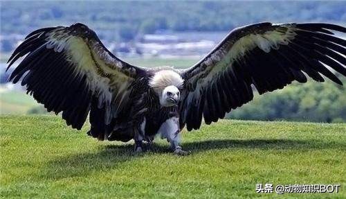 安第斯神鹫(飞行5小时却不用扇一次翅膀，现存最大的猛禽——安第斯神鹰)