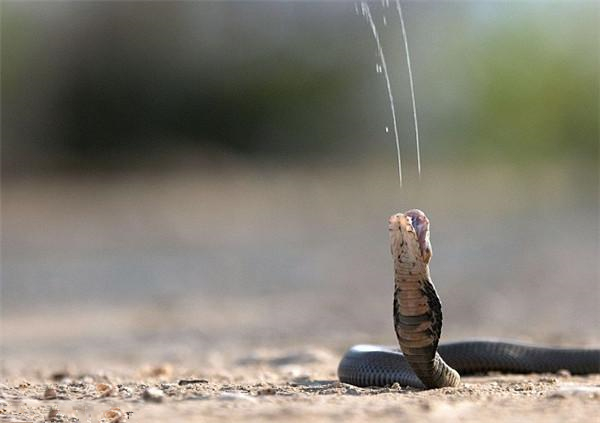 喜玛拉雅白头蛇(世界上最傲娇的蛇，抗拒别人饲养，宁愿饿死也不屈服)