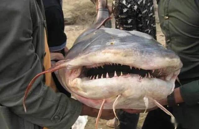 坦克鸭嘴鱼(吃恒河尸体的“水中怪兽”，体长2米凶悍无比，在我国竟受保护？)
