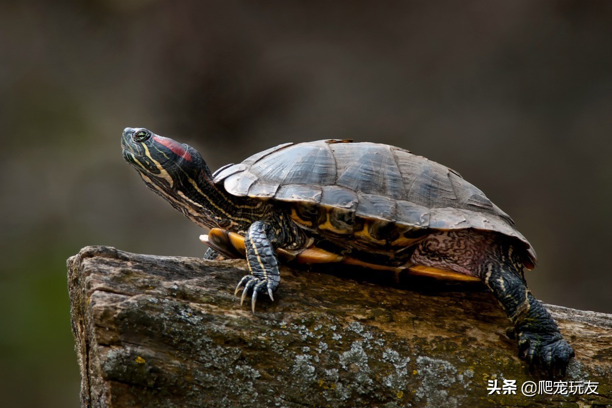 巴西乌龟能活多久(完全离开水的环境下，红耳巴西龟究竟能活多久？)
