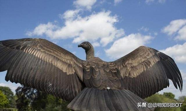 安第斯神鹫(飞行5小时却不用扇一次翅膀，现存最大的猛禽——安第斯神鹰)