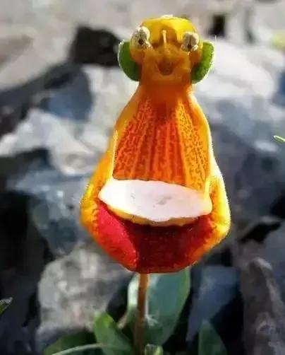 世界上都有什么花(全球罕见的奇花异草55种，惊艳得让人心花怒放，值得收藏转发)