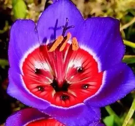 世界上都有什么花(全球罕见的奇花异草55种，惊艳得让人心花怒放，值得收藏转发)