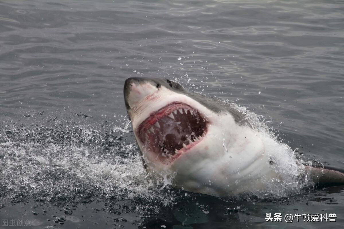 哥布林鲨鱼(澳洲男子遭大白鲨袭击，被吃掉一半，你见过最大的十种鲨鱼吗？)