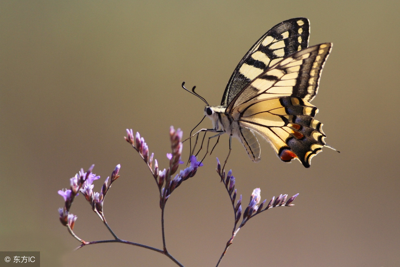 蝴蝶的诗句(春花齐放，蝴蝶如精灵般翩然起舞，一起读一读关于蝴蝶的诗吧！)