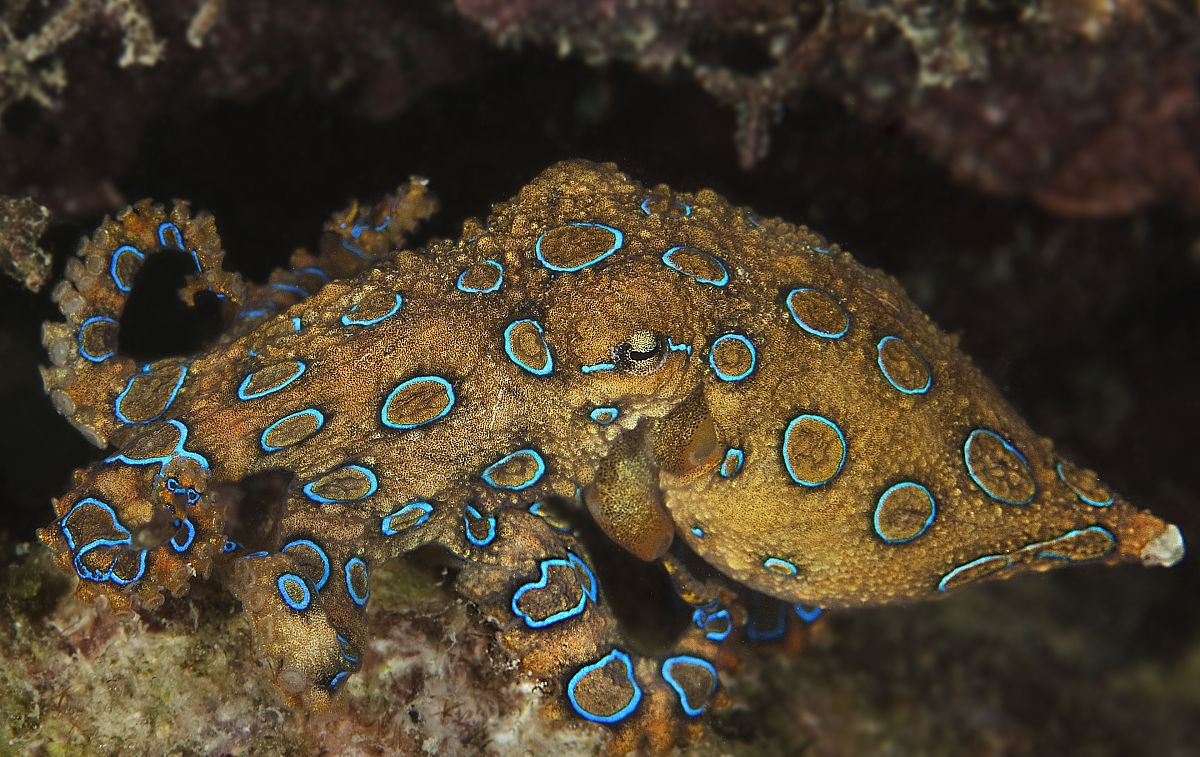 蓝环章鱼(物种百科：蓝环章鱼)