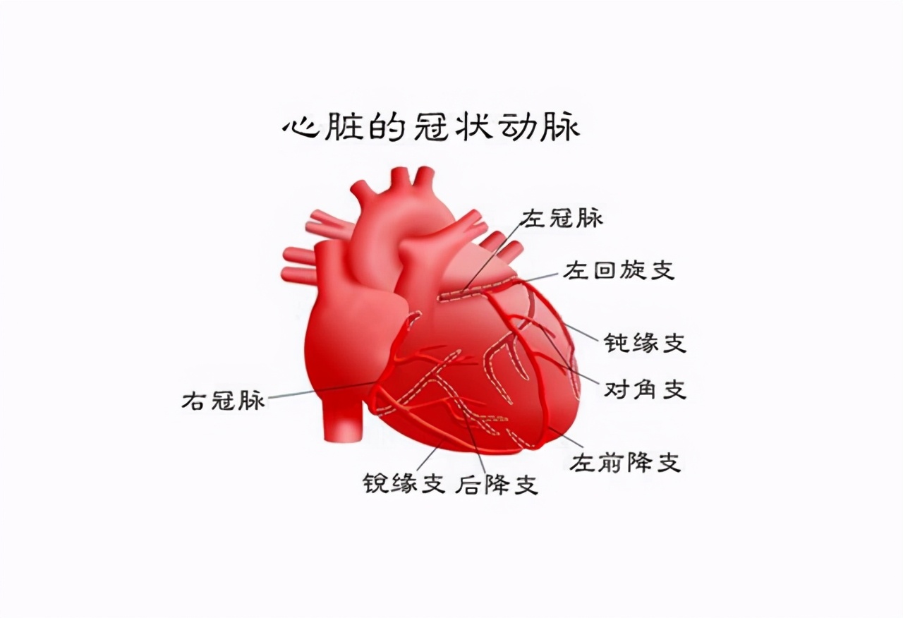 心脏血液循环路线(心脏血管堵塞能让人突然猝死！除了心电图提前看清血管，还有哪些)