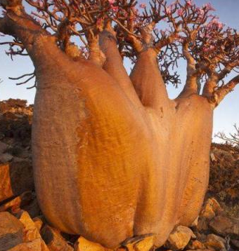 瓶子树(非洲储水最多的树，一棵能储2吨水，沙漠中遇到能救命)