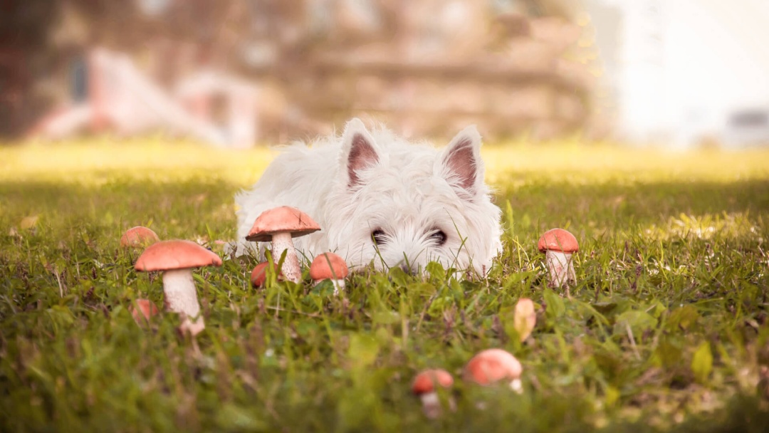 狗可以吃香菇吗(还认为狗狗不能吃蘑菇的人，请自觉面壁)