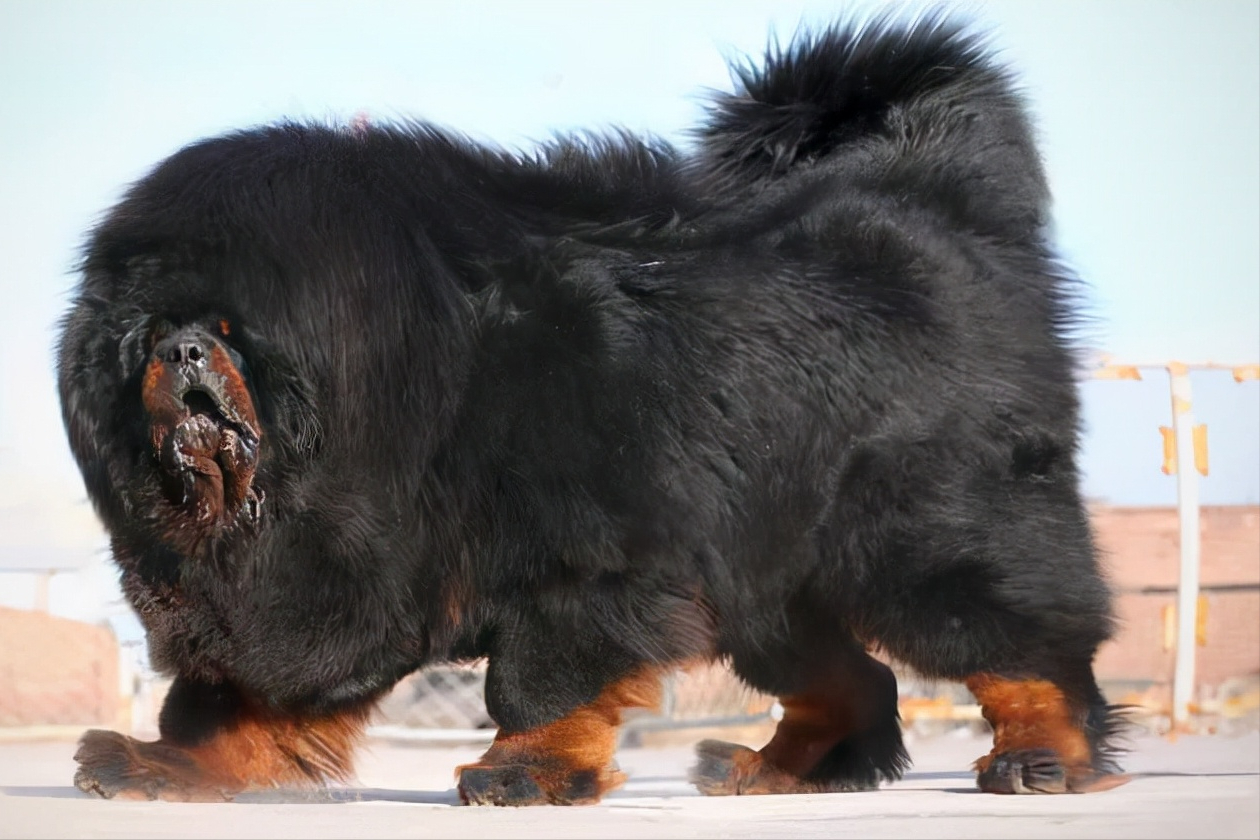 美国加纳利犬(世界上被多国明令禁养的6大凶猛犬种，加纳利犬堪称“杀人犬”)