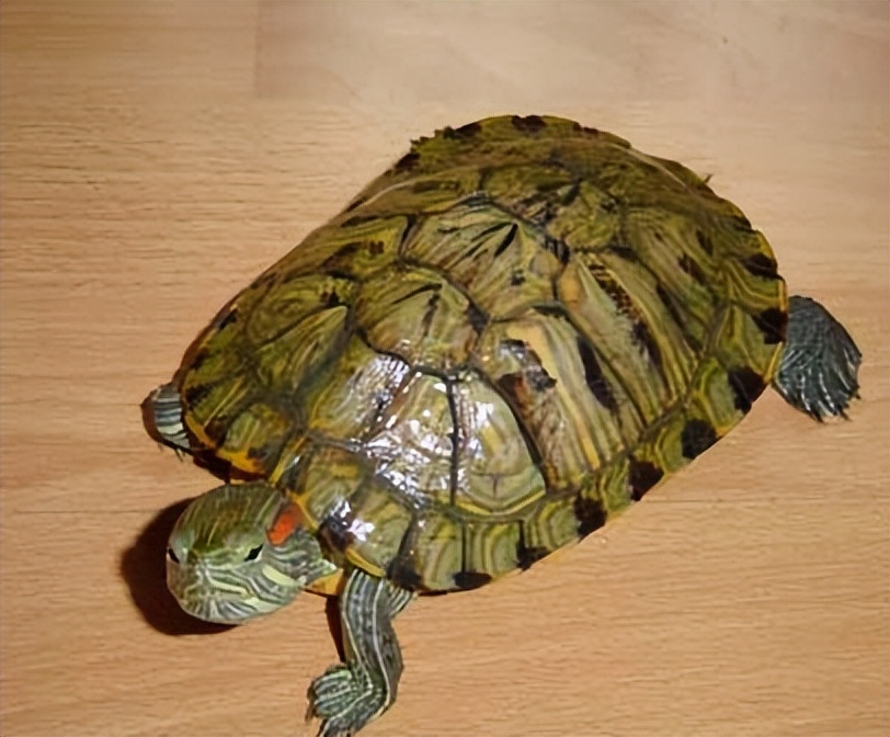 家里养巴西龟吉利吗(市面上都有哪些常见的宠物龟，什么龟比较适合家养？)