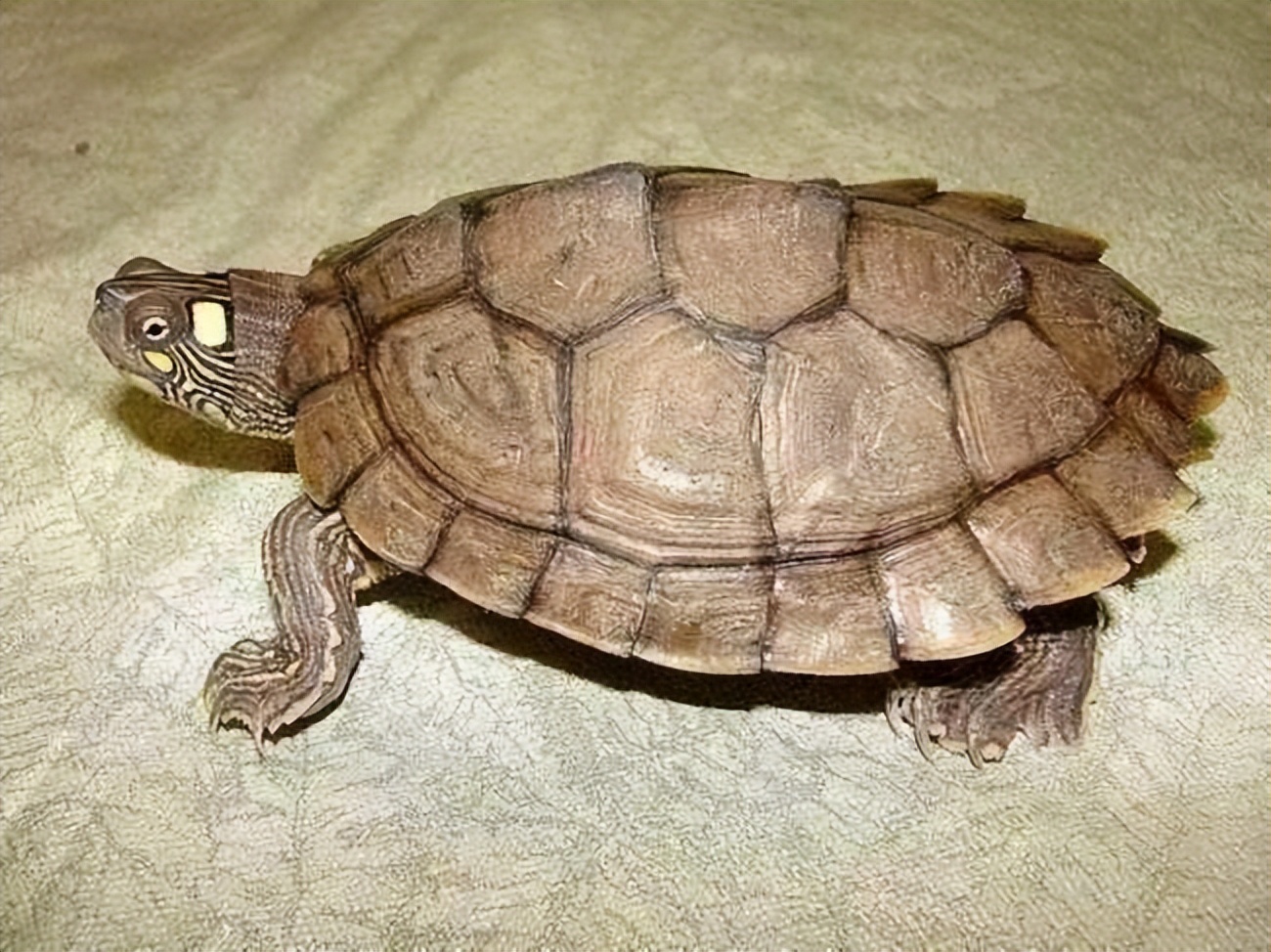 家里养巴西龟吉利吗(市面上都有哪些常见的宠物龟，什么龟比较适合家养？)